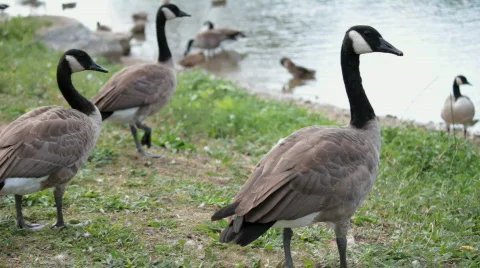 Three geese Видео 847387