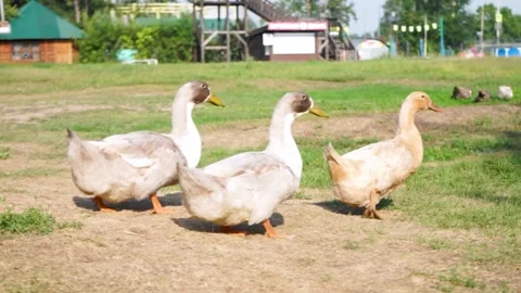 Three geese Stock Footage 264781722