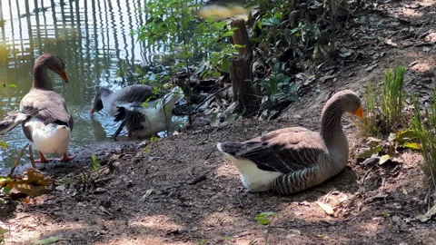 Three geese by a pond Stock Footage 287564637