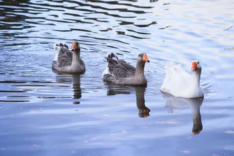 Three Geese on a pond Stock Photos