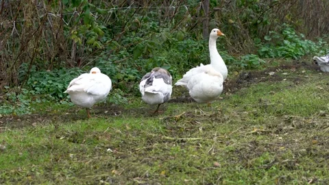 Three geese standing on a grassy patch with lush green foliage in the background Stock Footage 339584432