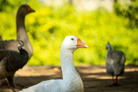 Three geese, two of which are looking at the camera. Green and brown backgr.. Stock Photos