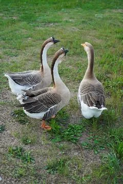 Three geese walking on grass Stock Photos