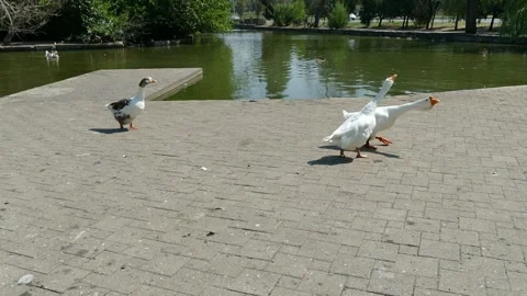 Three geese walking in the park Stock Footage 159125166