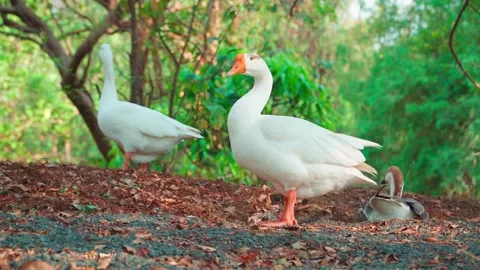 Three Geese in a Woodland Setting, Static Cinematic Shot Stock Footage 344153568
