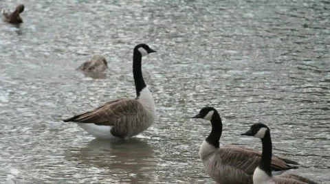 Three geese2 Stock Footage 847269