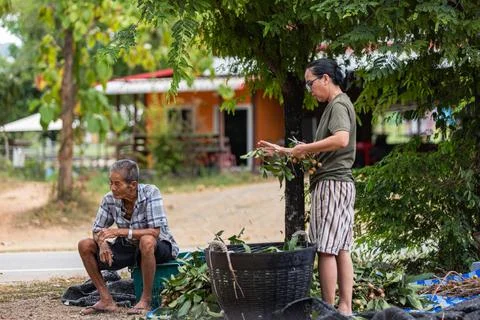 Three generations connect in longan orchard, Thailand Stock Photos