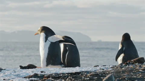 Three Gentoo penguins interacting beside Antarctic waters 스톡 동영상 343121810
