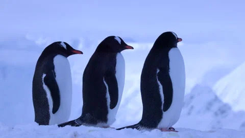 Three Gentoo Penguins Standing in a Perfectly Symmetrical Line Against a Stock Footage 346168157