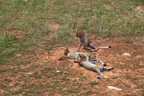 Three gepards lying on the grass of the savannah Stock Photos