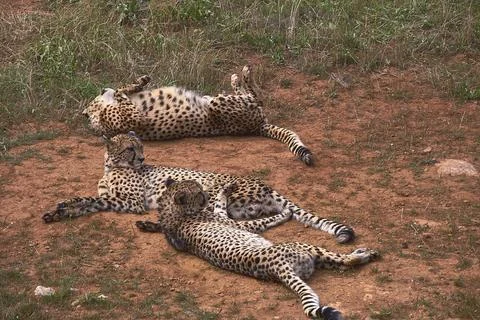 Three gepards lying on the grass of the savannah Stock Photos