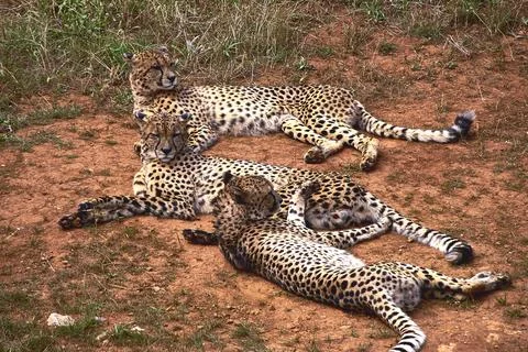 Three gepards lying on the grass of the savannah Stock Photos