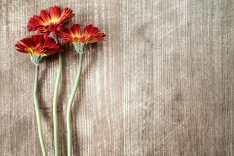 Three gerberas with copy-space Stock Photos