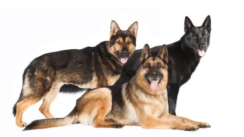 Three German Shepherds Stock Photos