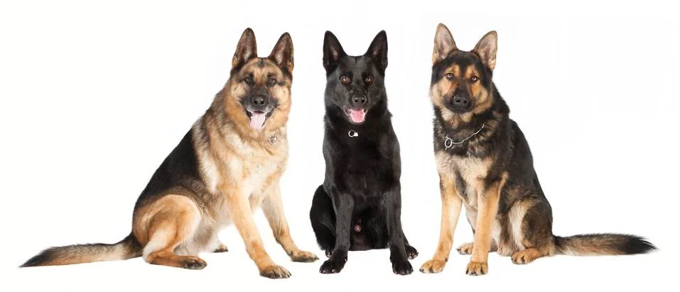 Three German Shepherds Photos