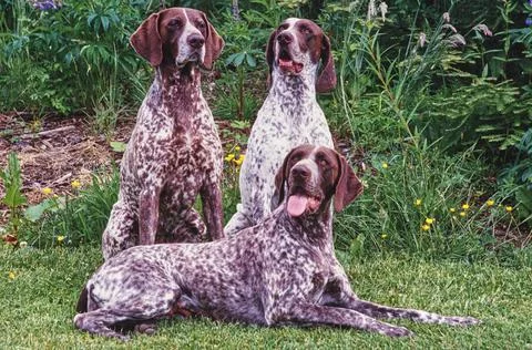 Three German shorthaired pointers in grass Stock Photos