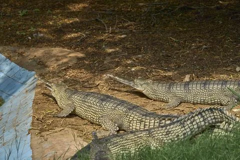 Three gharials are relaxing Stock Photos