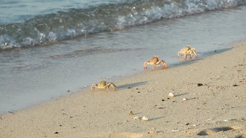 Three ghost crabs walking on sandy beach. Slow motion 4x, 120 fps Stock Footage 294719380