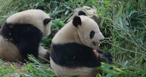 Three giant panda bear relax eating bamboo leaf in the Zoo of Chengdu China Stock Footage 172557504