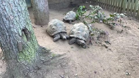Three giant turtles are eating Stock Footage 281673781