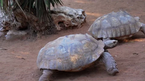 Three giant turtles pass in front of the camera Stock Footage 141304042