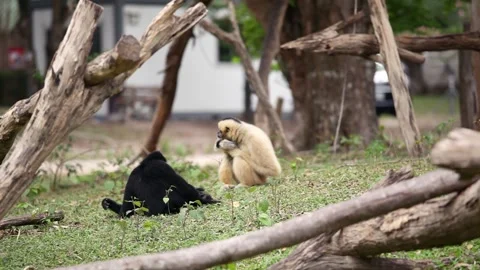 Three gibbons are sitting on the ground in the open zoo. Stock Footage 251512905