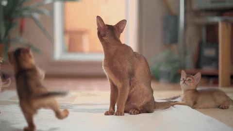 Three ginger kittens play next to their mother cat at home Stock Footage 141989805