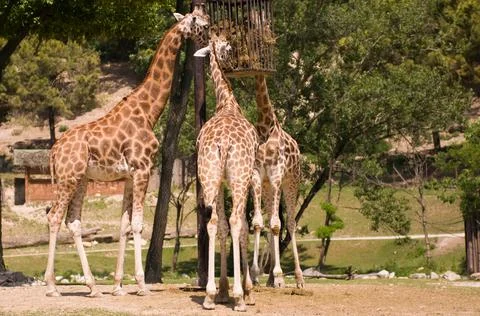 Three girafas eating Stock Photos