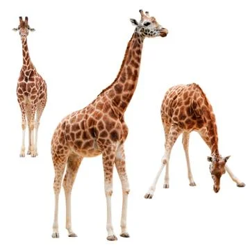 Three giraffe in different positions isolated with clipping path Stock Photos