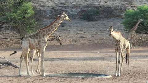 Three giraffe drinking at a small waterhole while another giraffe is feeding in Stock Footage 322594267