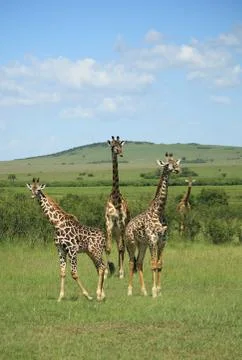 Three giraffe Stock Photos