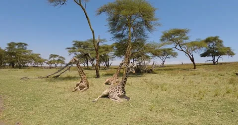 Three giraffe is resting in the savannah Video stock 211083059