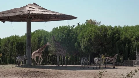 Three Giraffe Walking Through Zebra During The Great Migration 스톡 동영상 167100952