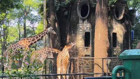 Three giraffes are feeding. Stock Footage 319541123