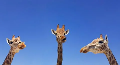 Three giraffes with blue sky as background color. Giraffe, head and face ag.. Stock Photos