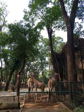 Three giraffes in a cage Stock Photos