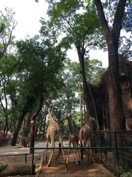 Three giraffes in a cage Stock Photos