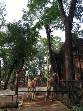 Three giraffes in a cage Stock Photos