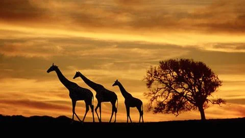 Three Giraffes at Dramatic Sunset Stock Photos