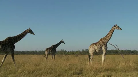 Three Giraffes 스톡 동영상 11134857