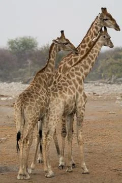 Three Giraffes looking right Stock Photos