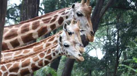Three Giraffes in a Lush Forest Stock Photos