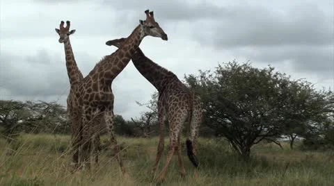 Three giraffes necking Stock Footage 11398737