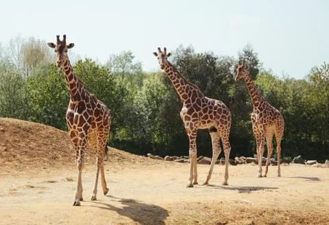 Three giraffes Stock Photos
