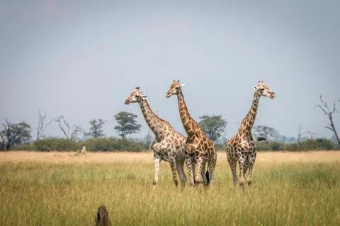 Three Giraffes standing in the grass. Stock Photos