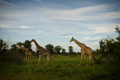 Three Giraffes at Twilight Stock Photos