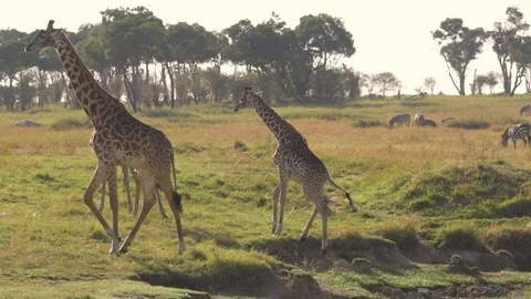 Three Giraffes Walking Stock Footage 130090257