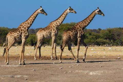 Three giraffes walking in sync. typical scene for giraffes in africa. Stock Photos