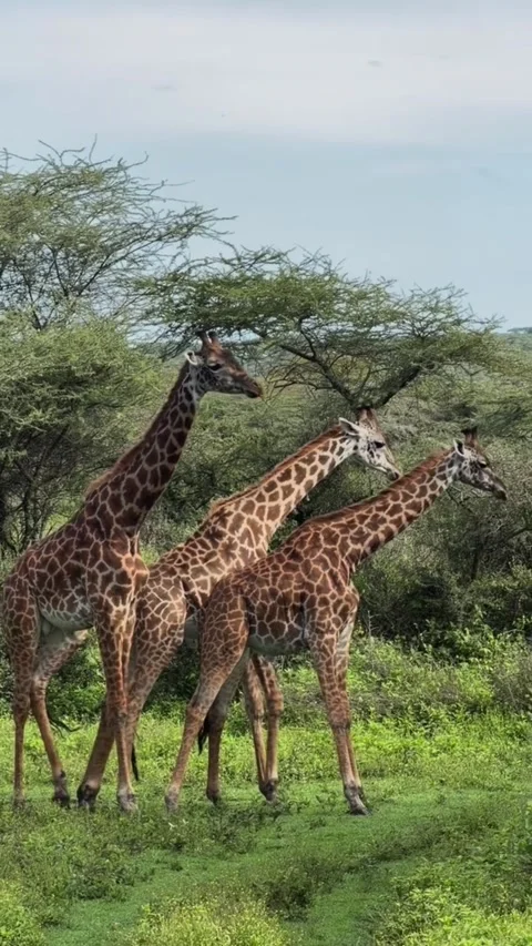 Three giraffes walking through the lush green savanna in tanzania Видео 335249088