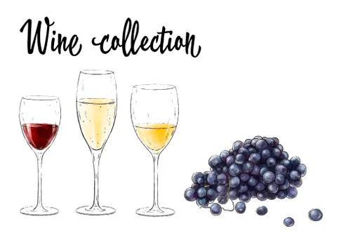Three glasses of wine and grape cluster isolated on white background.  Stock Illustration
